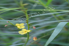 Cassia mimosoides